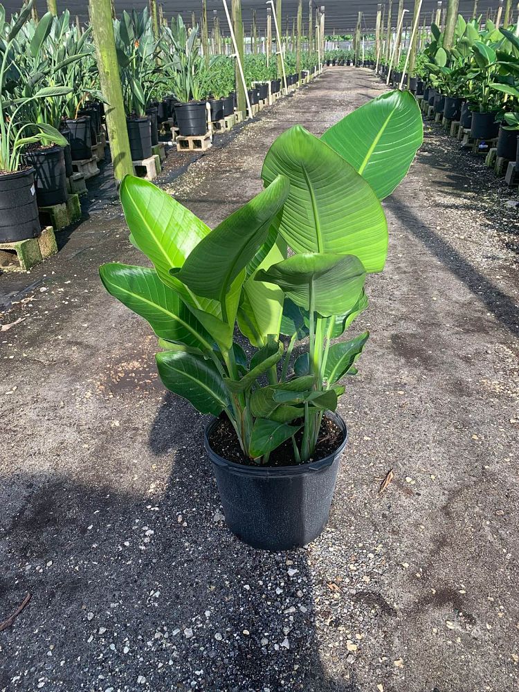 strelitzia-nicolai-white-bird-of-paradise