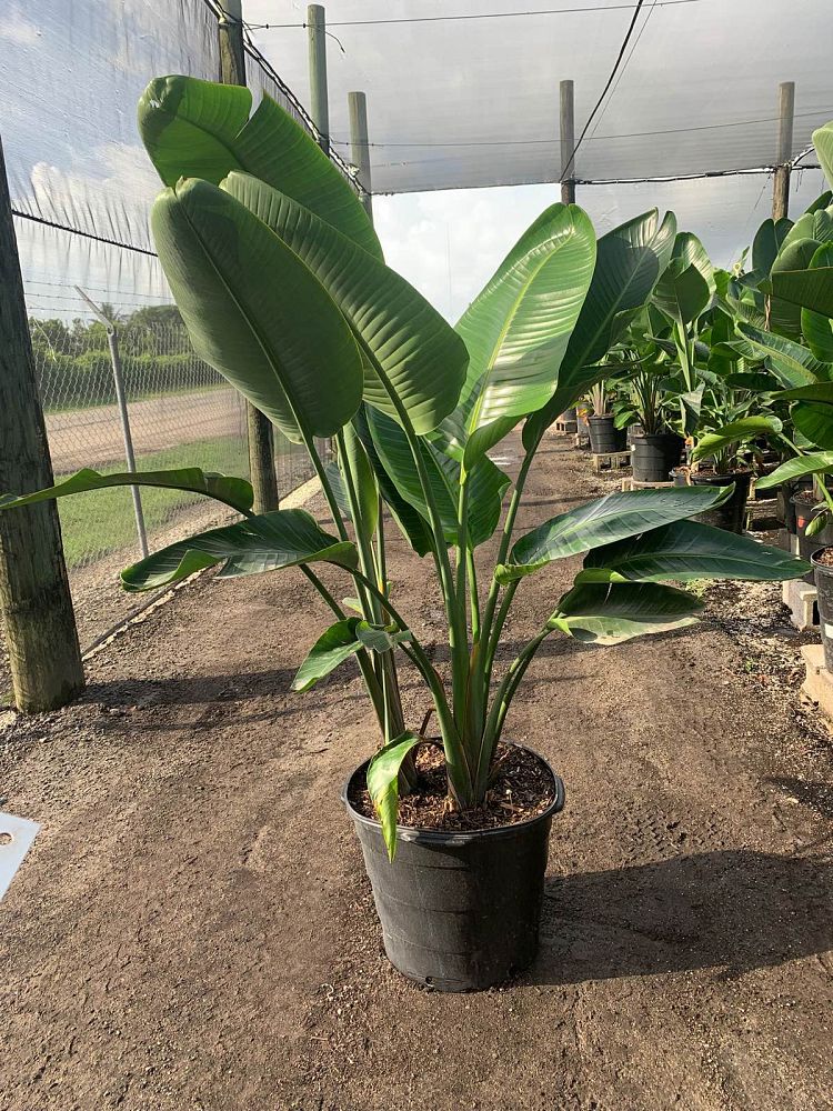 strelitzia-nicolai-white-bird-of-paradise