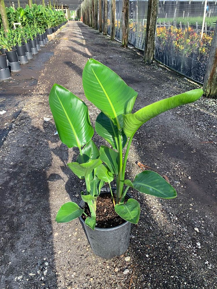strelitzia-nicolai-white-bird-of-paradise