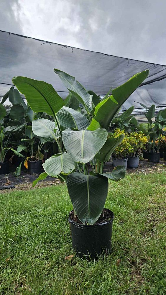 strelitzia-nicolai-white-bird-of-paradise