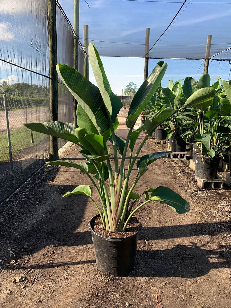 strelitzia-nicolai-white-bird-of-paradise