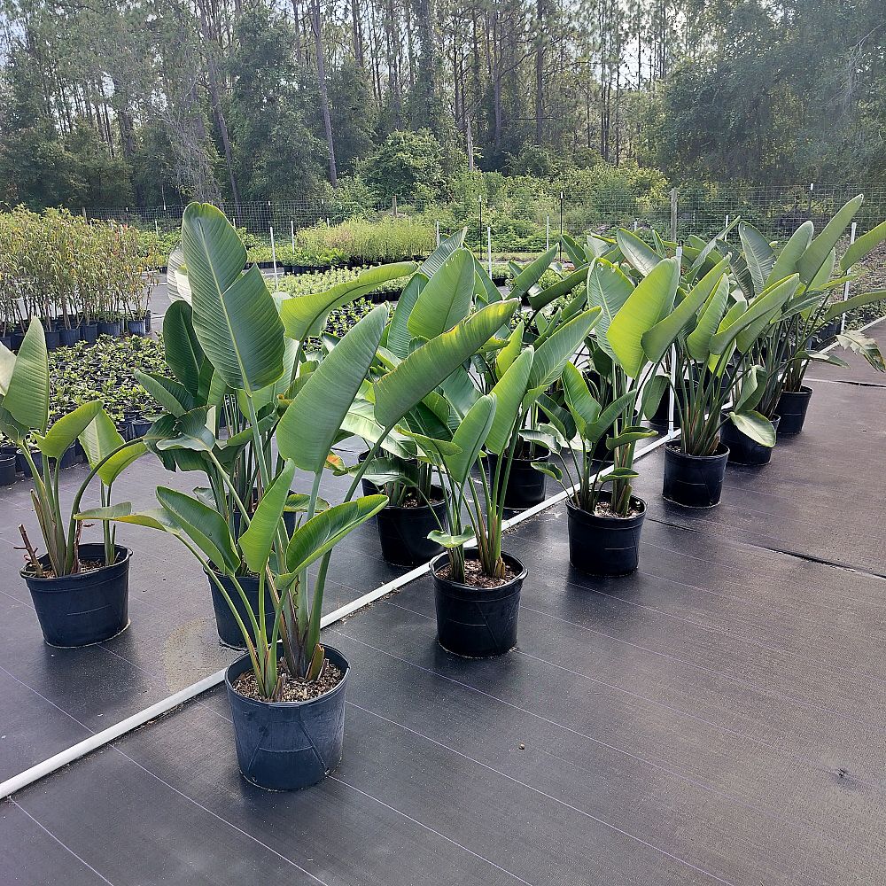 strelitzia-nicolai-white-bird-of-paradise