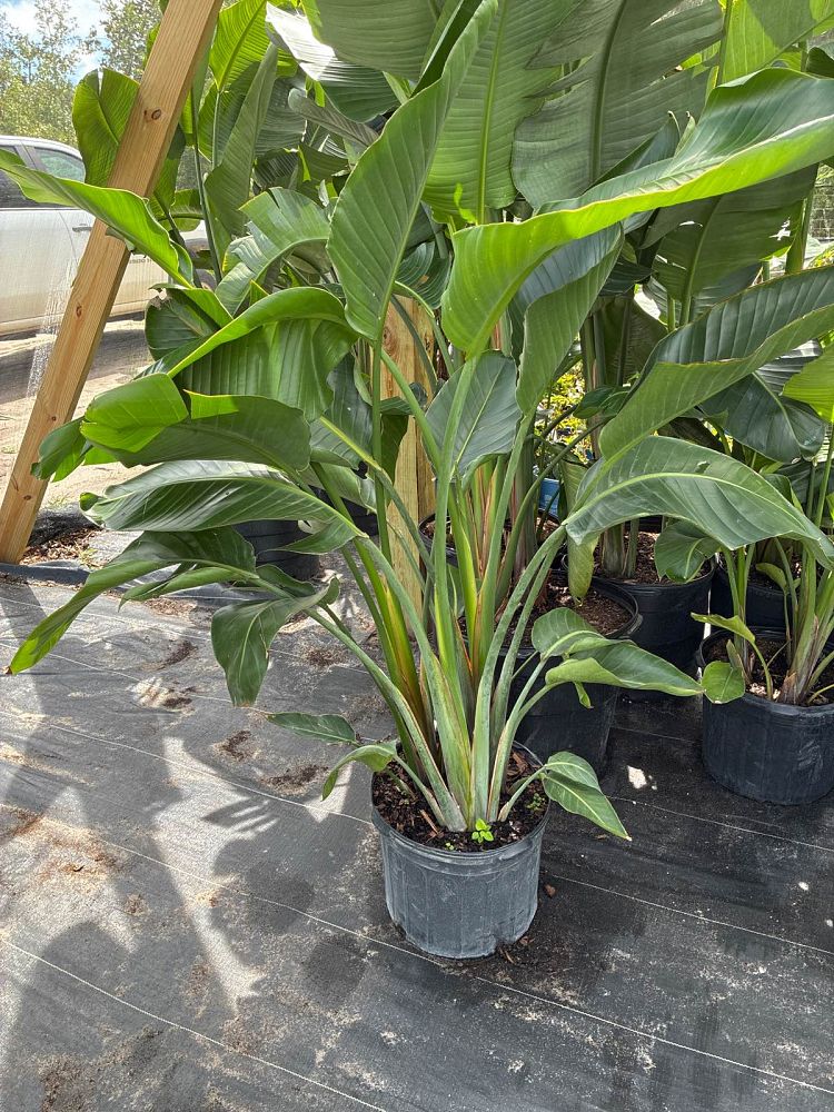 strelitzia-nicolai-white-bird-of-paradise