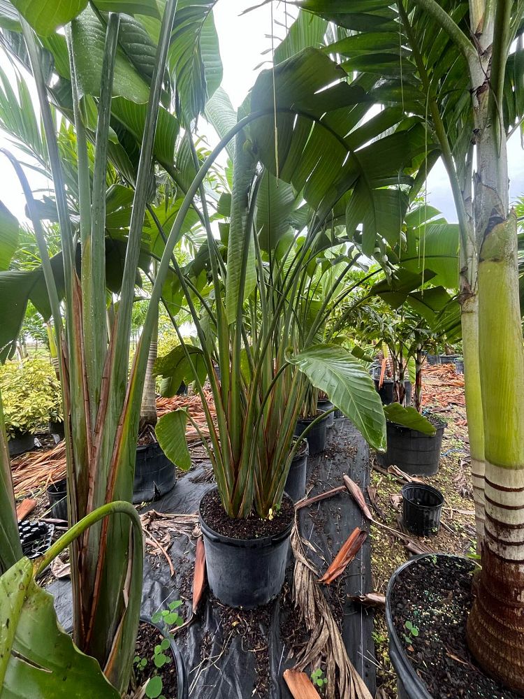 strelitzia-nicolai-white-bird-of-paradise