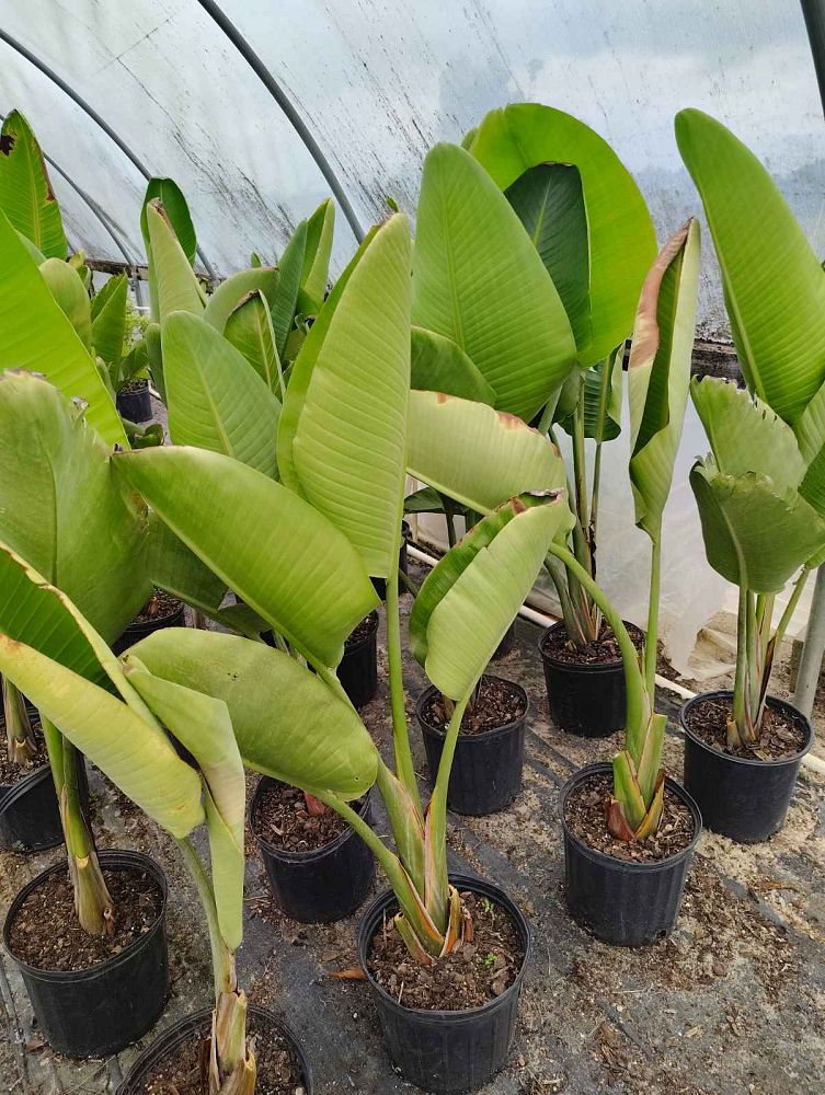 strelitzia-nicolai-white-bird-of-paradise