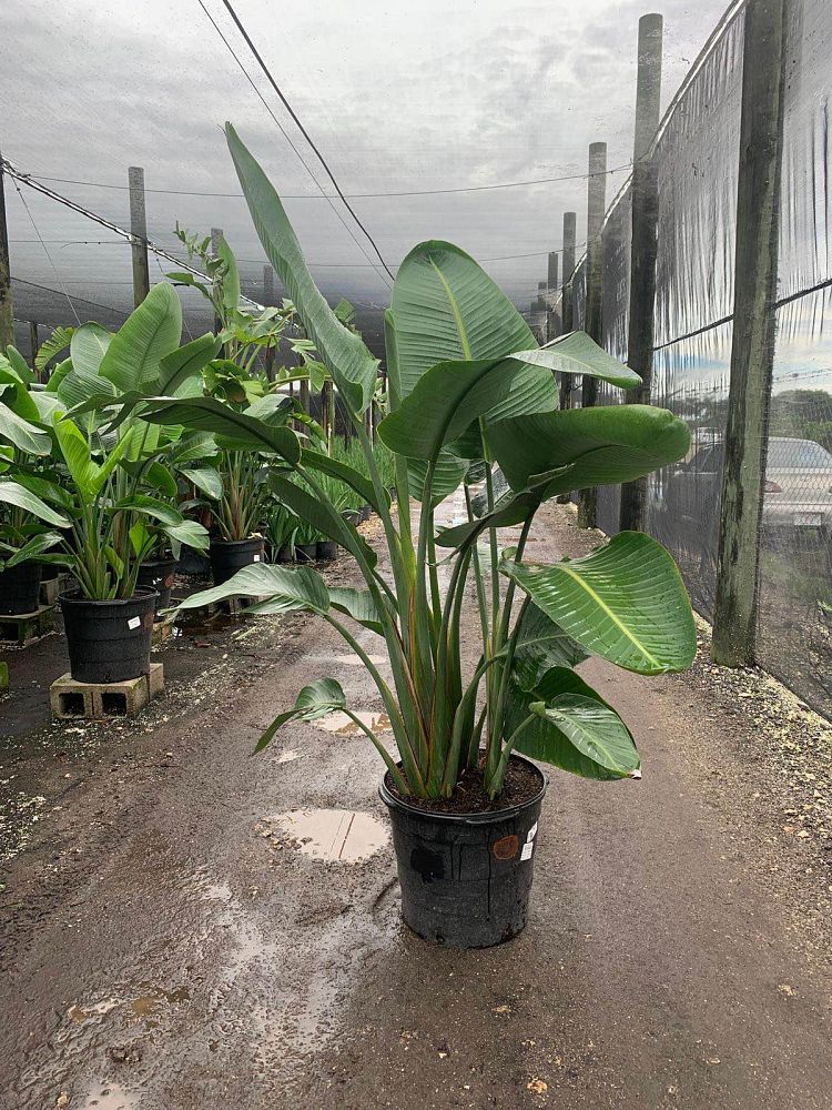 strelitzia-nicolai-white-bird-of-paradise