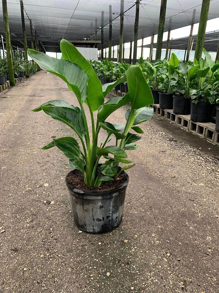 strelitzia-nicolai-white-bird-of-paradise