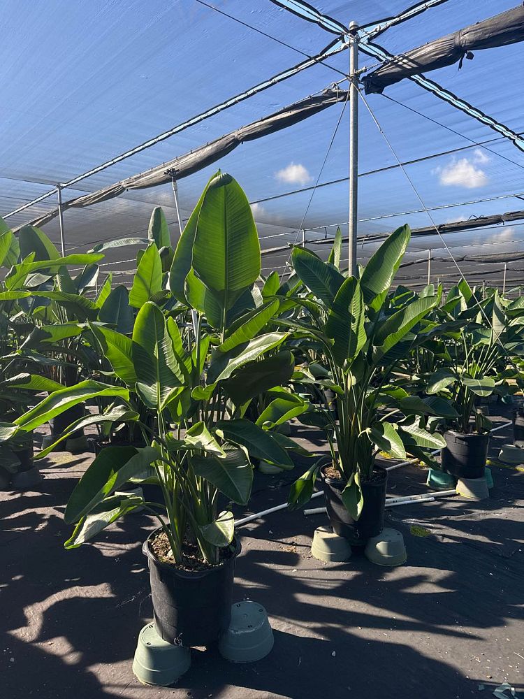 strelitzia-nicolai-white-bird-of-paradise