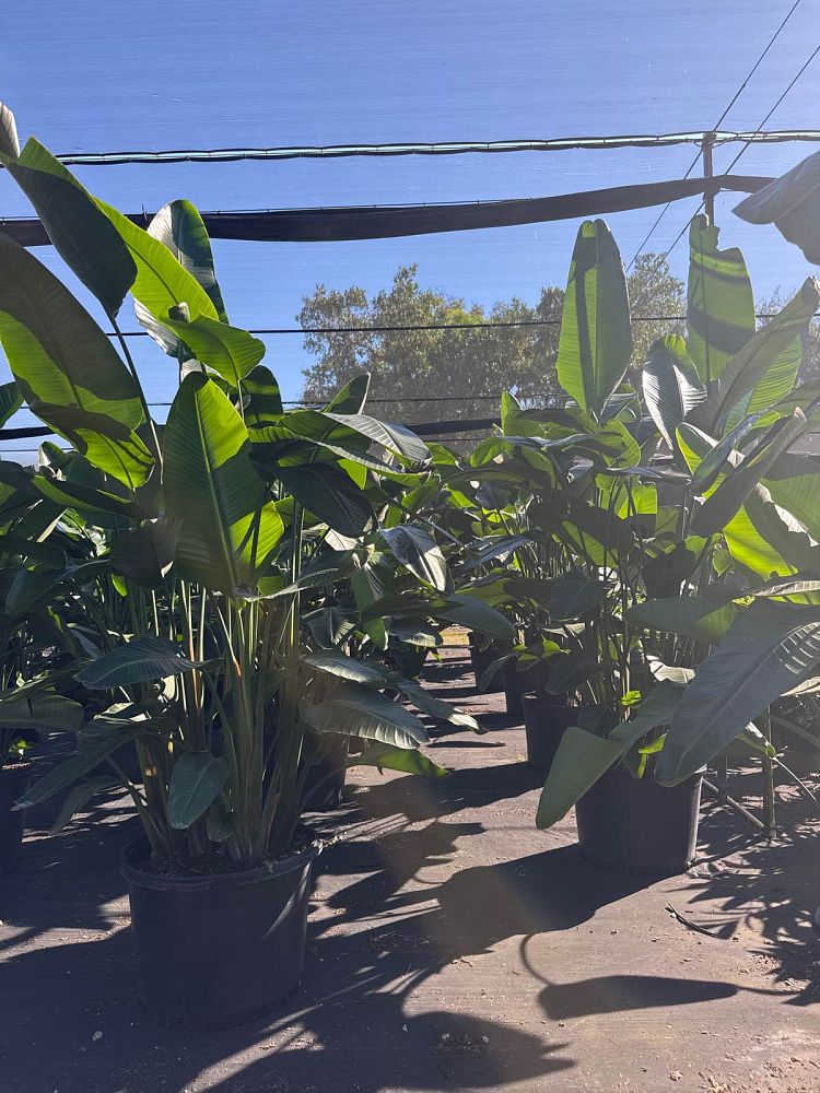 strelitzia-nicolai-white-bird-of-paradise