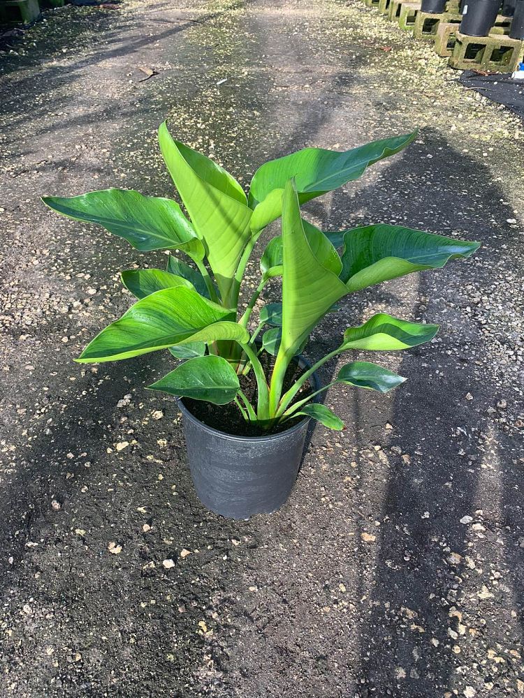 strelitzia-nicolai-white-bird-of-paradise