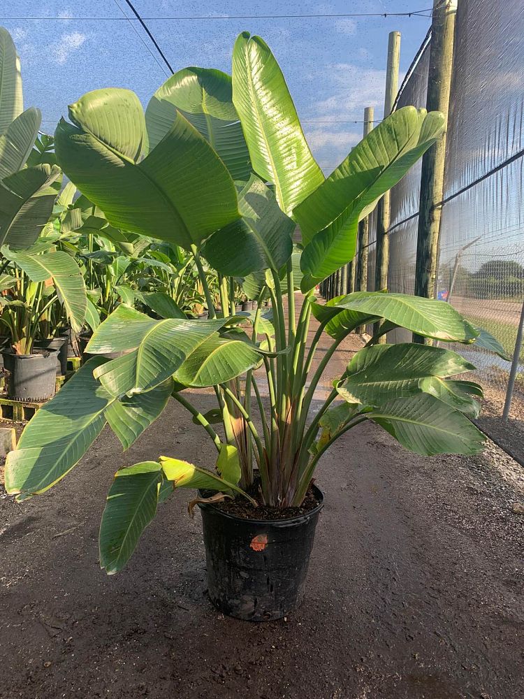 strelitzia-nicolai-white-bird-of-paradise