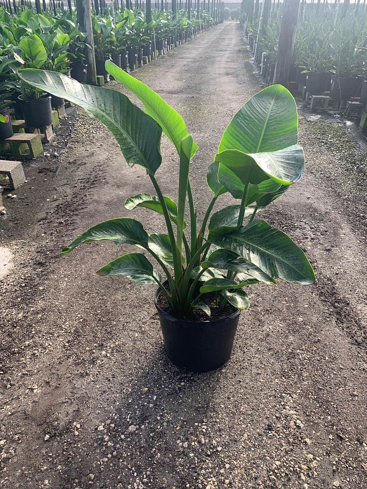 strelitzia-nicolai-white-bird-of-paradise