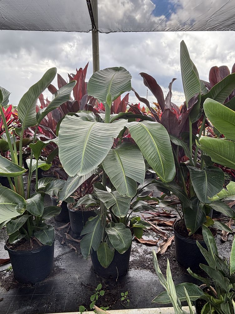 strelitzia-nicolai-white-bird-of-paradise