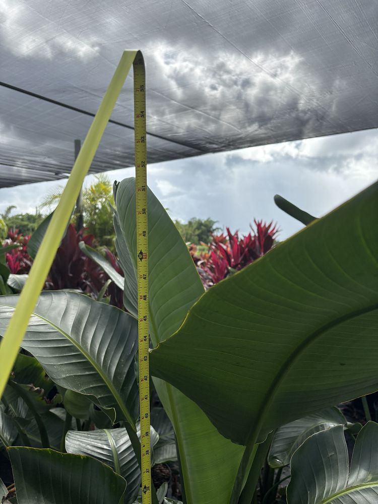 strelitzia-nicolai-white-bird-of-paradise