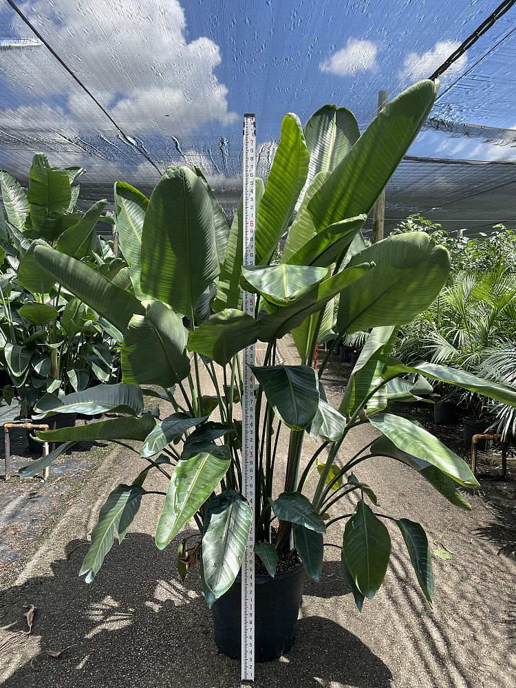 strelitzia-nicolai-white-bird-of-paradise
