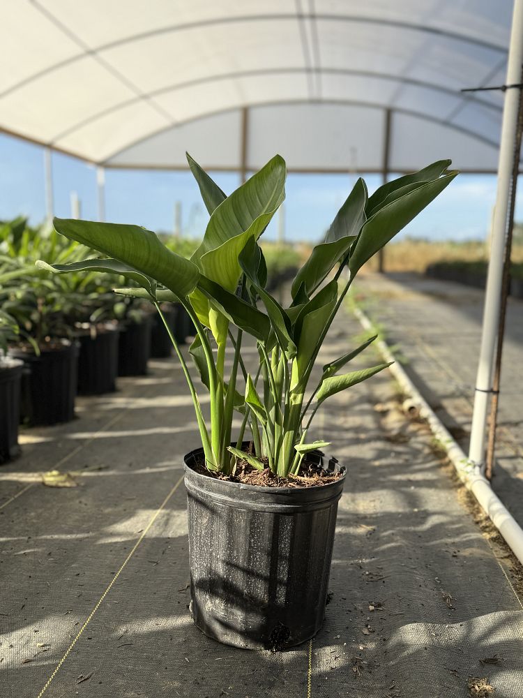 strelitzia-nicolai-white-bird-of-paradise
