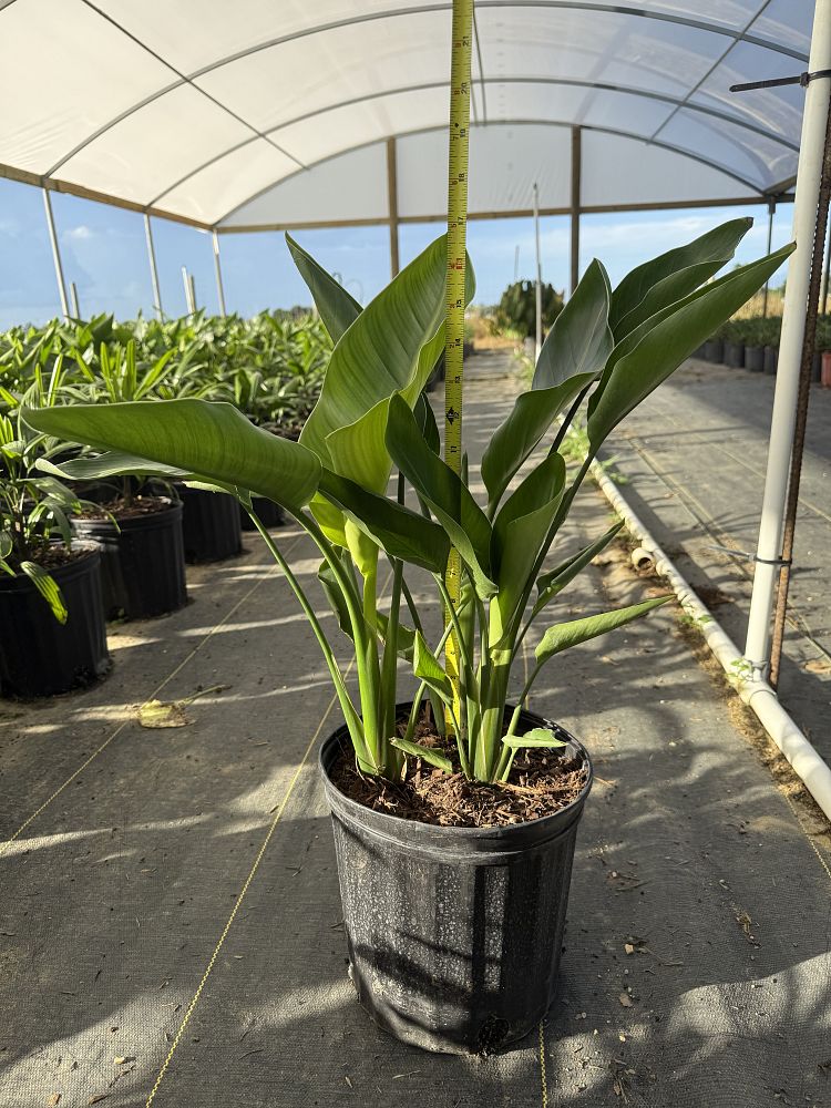 strelitzia-nicolai-white-bird-of-paradise