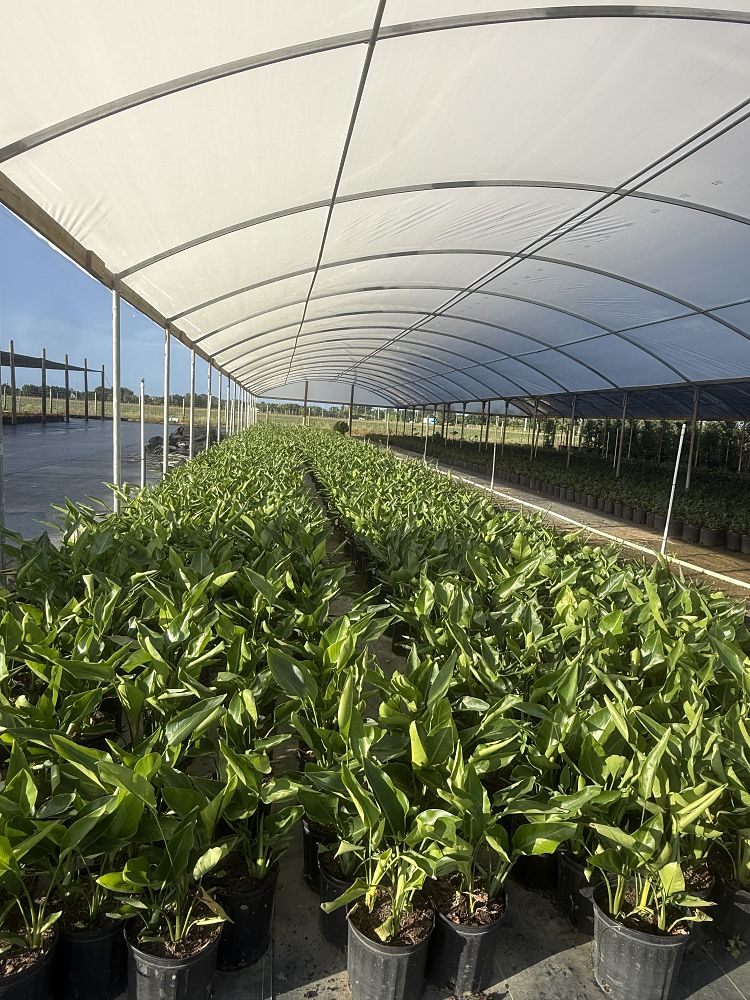 strelitzia-nicolai-white-bird-of-paradise