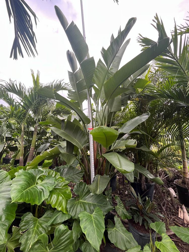 strelitzia-nicolai-white-bird-of-paradise