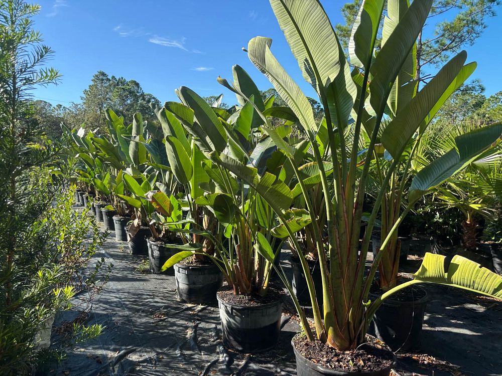 strelitzia-nicolai-white-bird-of-paradise