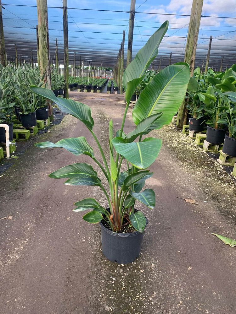 strelitzia-nicolai-white-bird-of-paradise