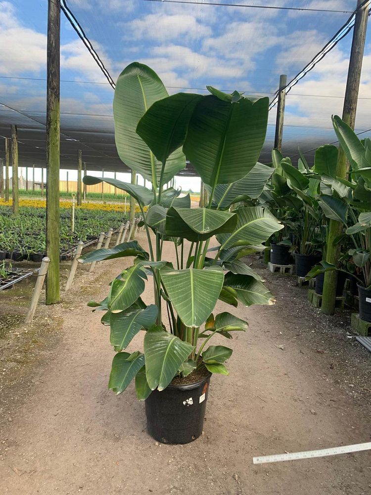 strelitzia-nicolai-white-bird-of-paradise