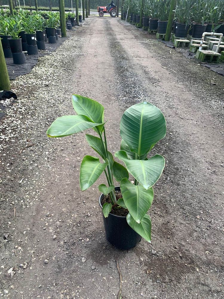 strelitzia-nicolai-white-bird-of-paradise