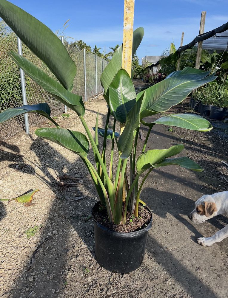 strelitzia-nicolai-white-bird-of-paradise