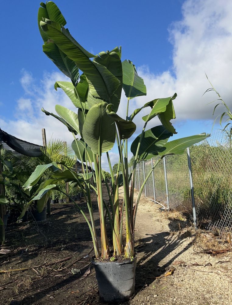 strelitzia-nicolai-white-bird-of-paradise