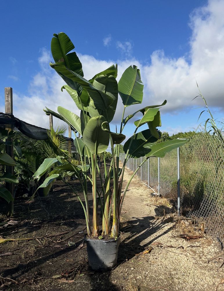 strelitzia-nicolai-white-bird-of-paradise