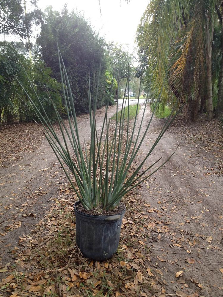 strelitzia-parvifolia-juncea-leafless-bird-of-paradise