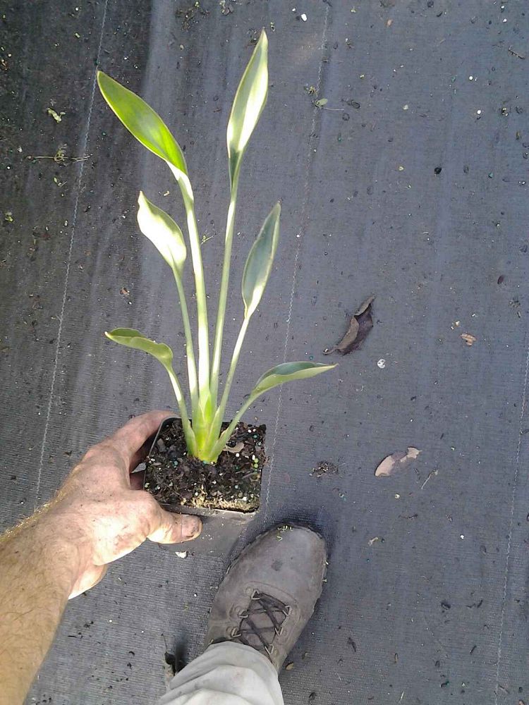 strelitzia-parvifolia-juncea-leafless-bird-of-paradise