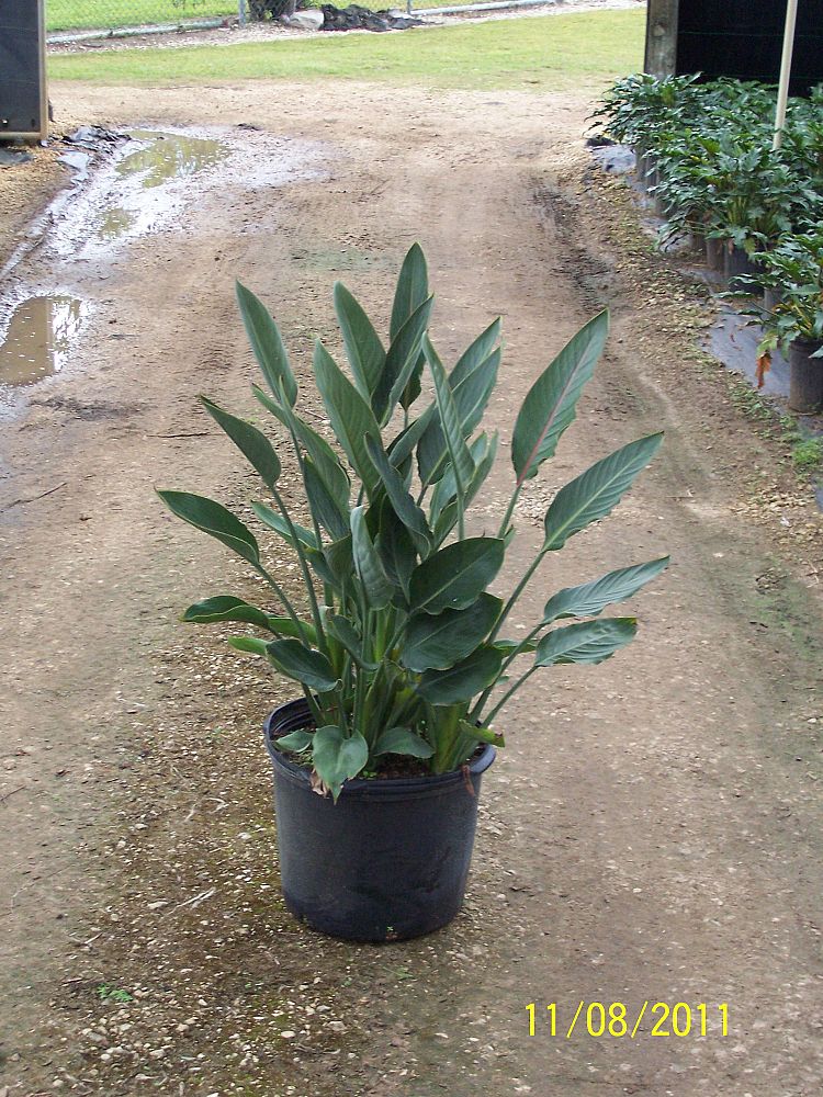 strelitzia-reginae-bird-of-paradise-orange-crane-flower