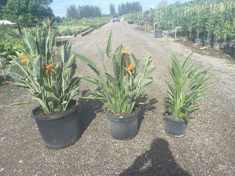 strelitzia-reginae-bird-of-paradise-orange-crane-flower