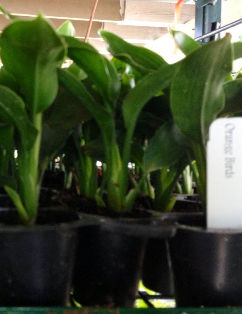 strelitzia-reginae-bird-of-paradise-orange-crane-flower