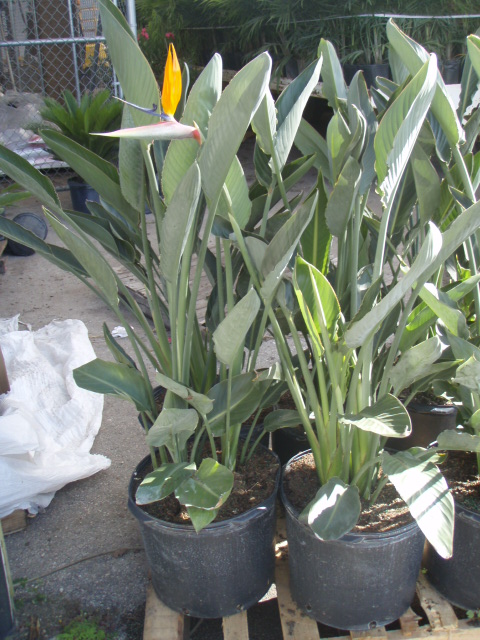 strelitzia-reginae-bird-of-paradise-orange-crane-flower