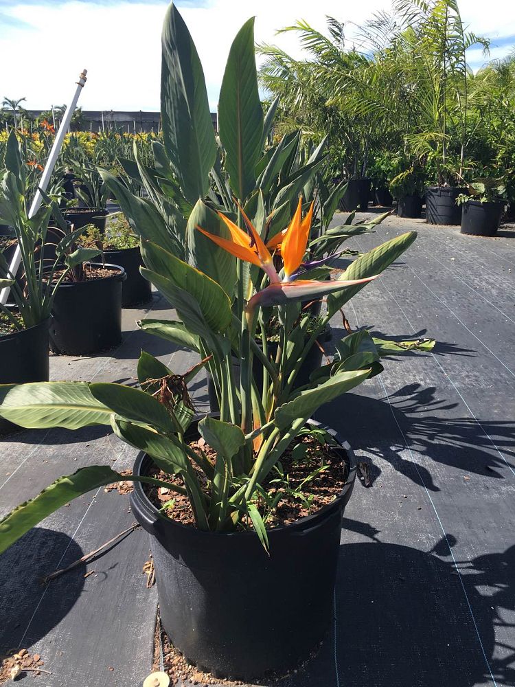 strelitzia-reginae-bird-of-paradise-orange-crane-flower