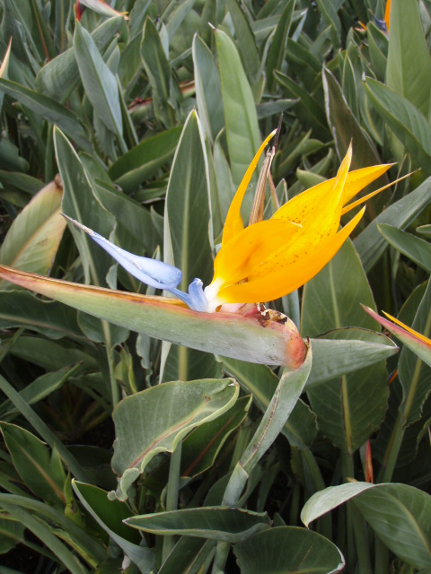 strelitzia-reginae-bird-of-paradise-orange-crane-flower