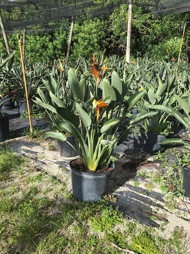 strelitzia-reginae-bird-of-paradise-orange-crane-flower