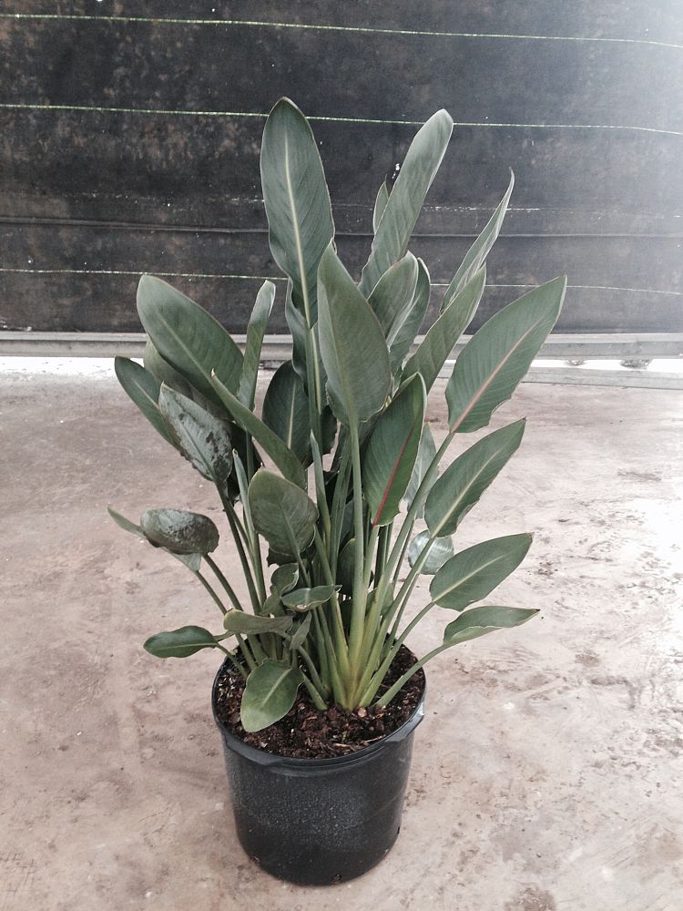 strelitzia-reginae-bird-of-paradise-orange-crane-flower