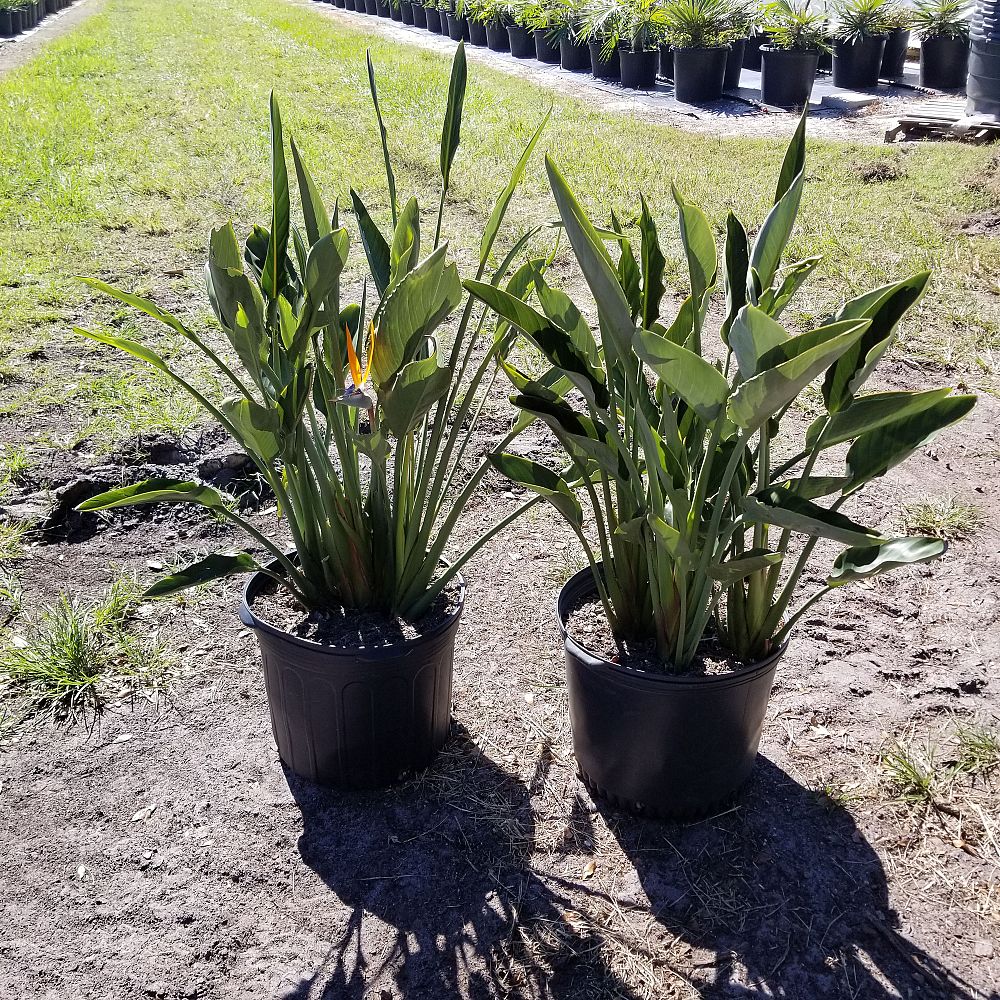 strelitzia-reginae-bird-of-paradise-orange-crane-flower