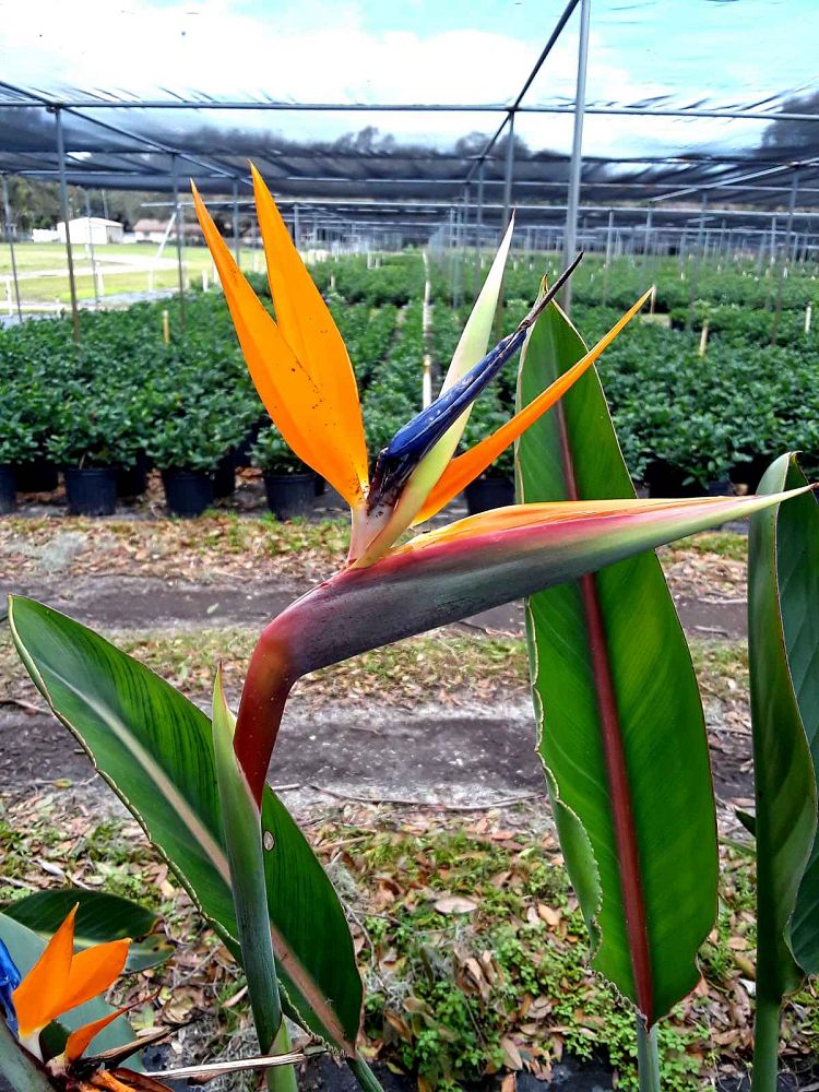 strelitzia-reginae-bird-of-paradise-orange-crane-flower