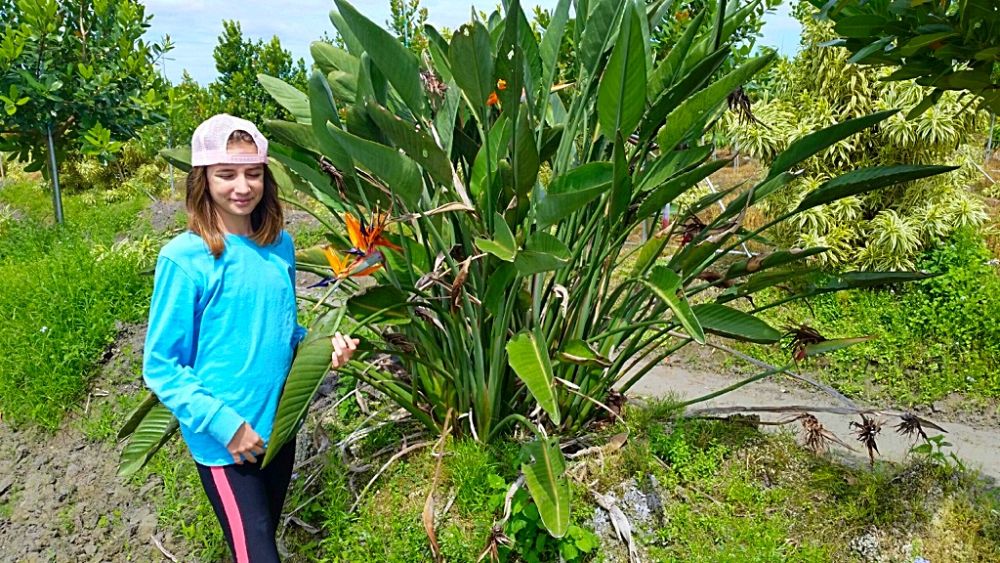strelitzia-reginae-bird-of-paradise-orange-crane-flower