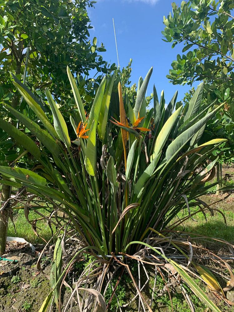 strelitzia-reginae-bird-of-paradise-orange-crane-flower