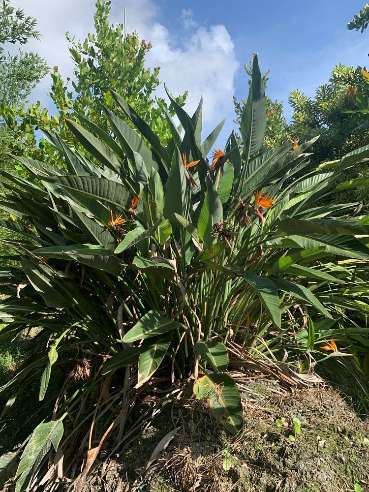 strelitzia-reginae-bird-of-paradise-orange-crane-flower