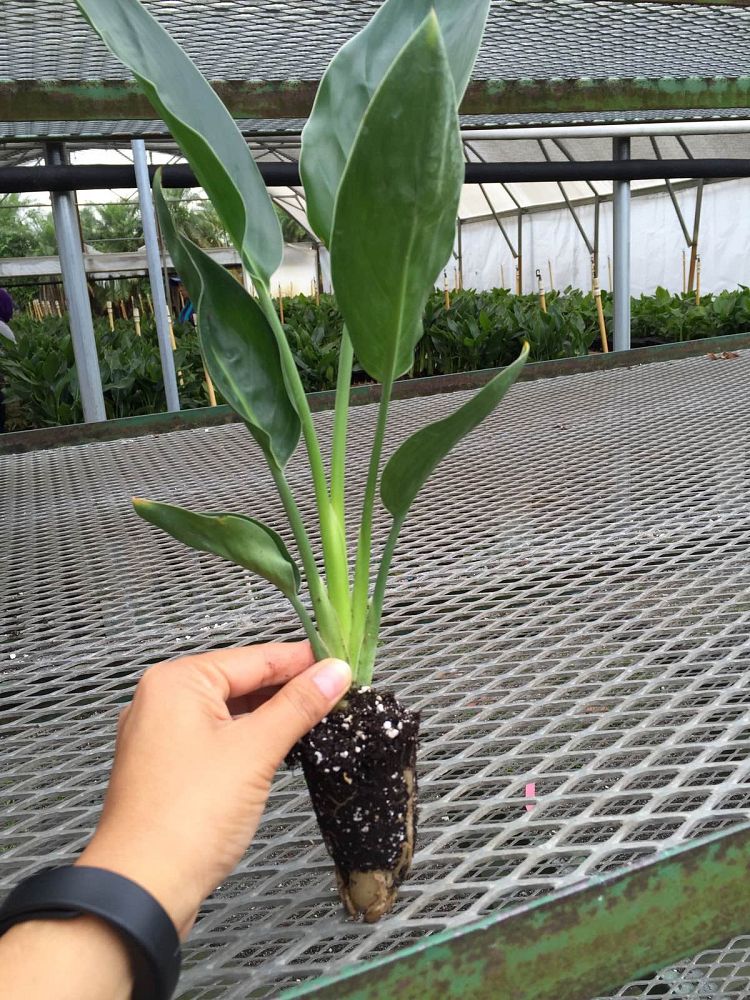 strelitzia-reginae-bird-of-paradise-orange-crane-flower