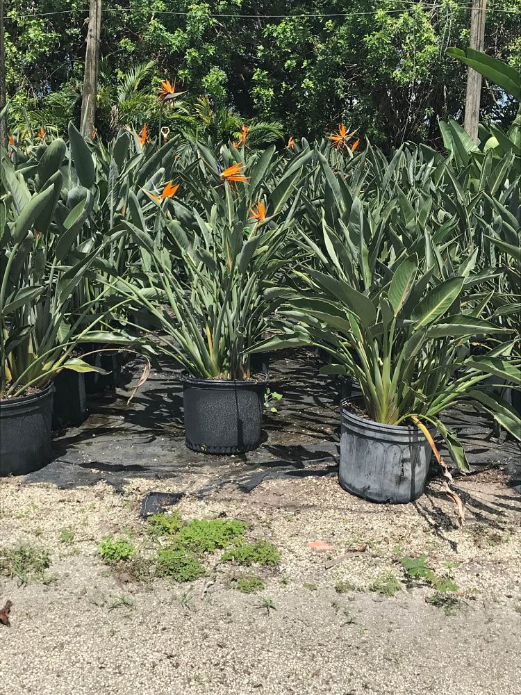 strelitzia-reginae-bird-of-paradise-orange-crane-flower