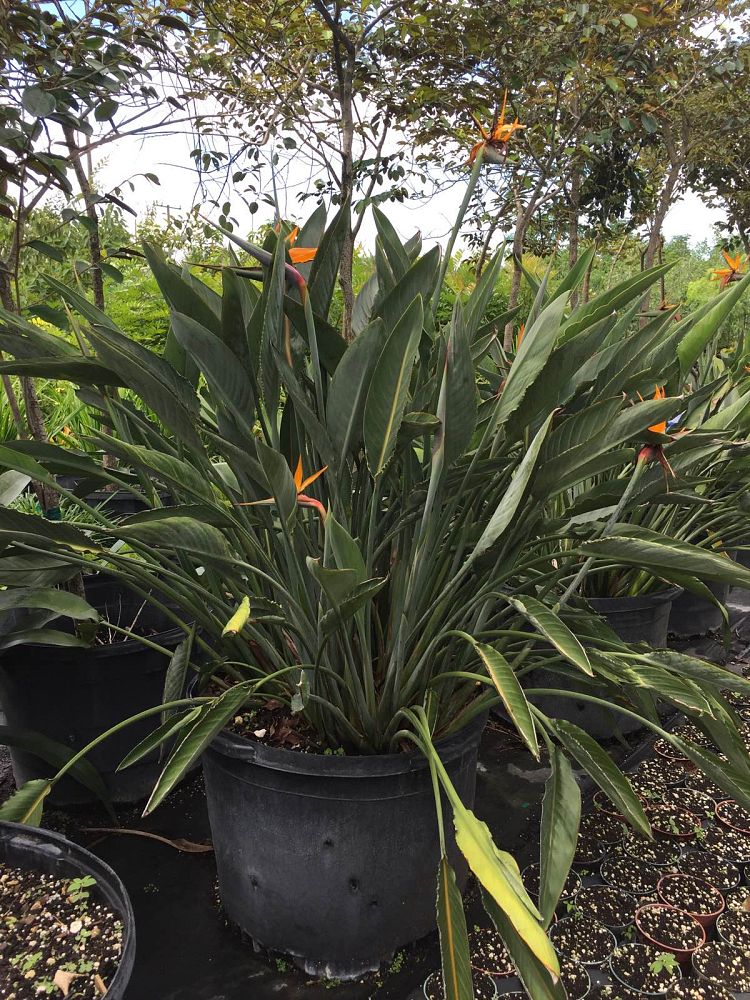 strelitzia-reginae-bird-of-paradise-orange-crane-flower