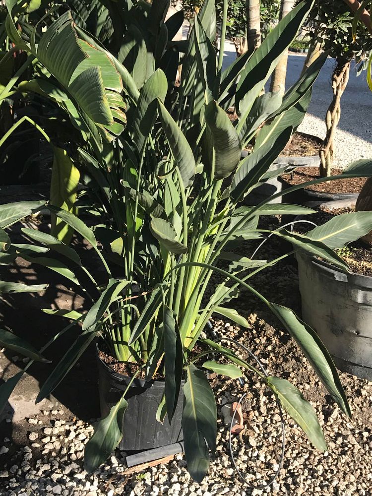strelitzia-reginae-bird-of-paradise-orange-crane-flower