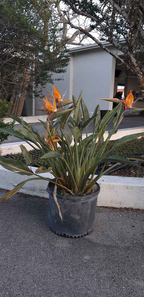 strelitzia-reginae-bird-of-paradise-orange-crane-flower